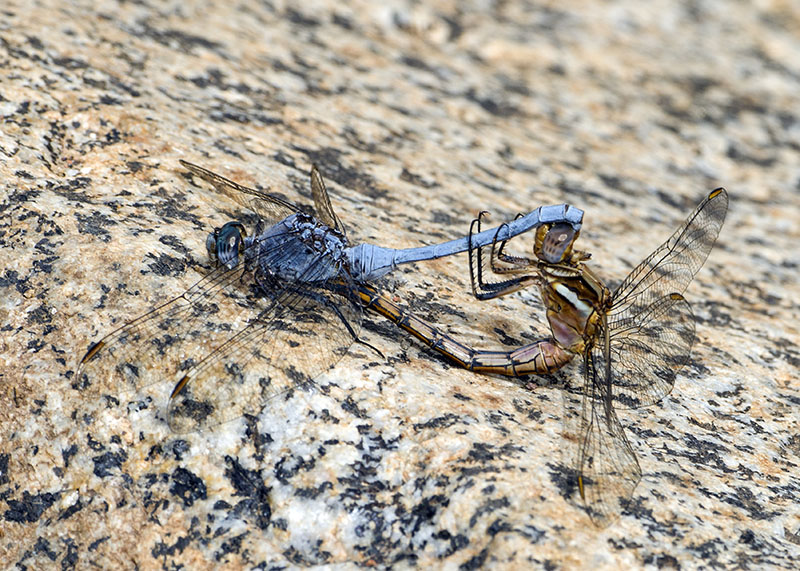 Da determinare: Orthetrum chrysostigma